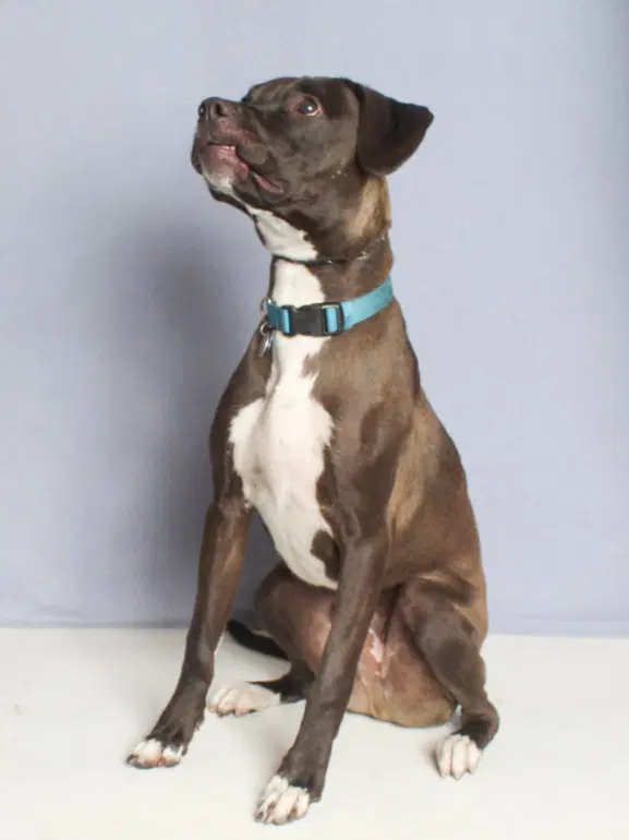 Mozzy - Pit Bull Terrier