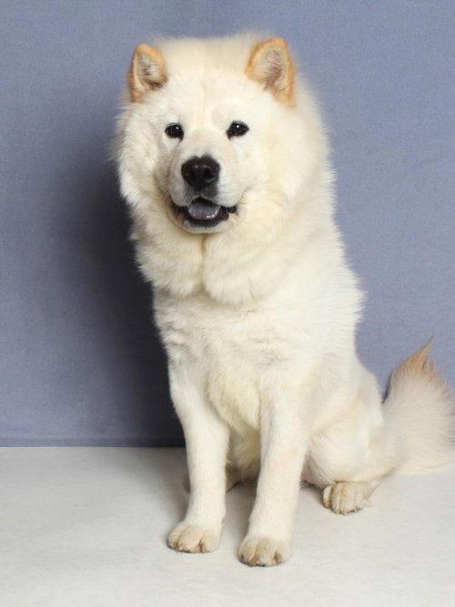 *CHOWMEIN, an adoptable Chow Chow in Burbank, CA