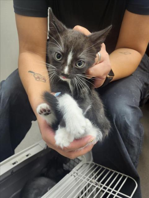 A141116, Baby Domestic Short Hair (medium coat), cat for adoption in Hawthorne, California