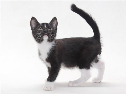 A141116, Baby Domestic Short Hair (medium coat), cat for adoption in Redondo Beach, California