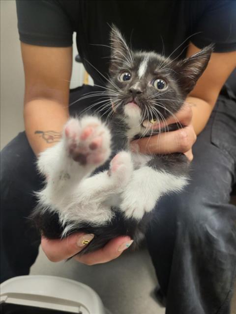 A141117, Baby Domestic Short Hair (medium coat), cat for adoption in Hawthorne, California