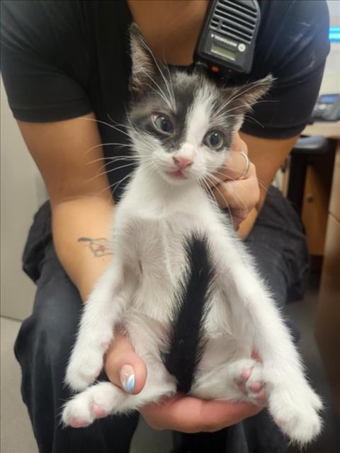 A141118, Baby Domestic Short Hair (medium coat), cat for adoption in Hawthorne, California