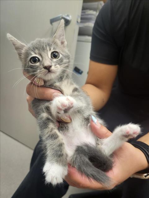 A141119, Baby Domestic Short Hair (medium coat), cat for adoption in Hawthorne, California