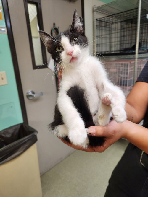 A141395, Baby Domestic Short Hair (medium coat), cat for adoption in La Puente, California