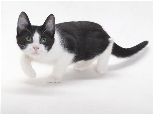 A141395, Baby Domestic Short Hair (medium coat), cat for adoption in Redondo Beach, California