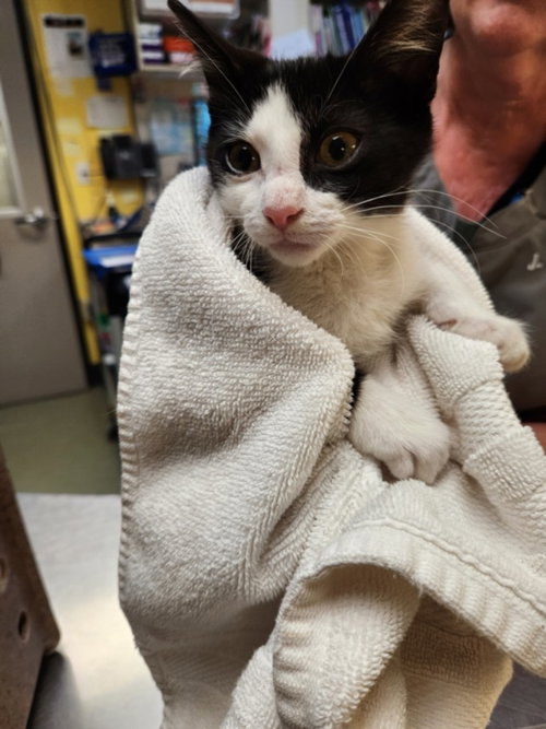 A141396, Baby Domestic Short Hair (medium coat), cat for adoption in La Puente, California