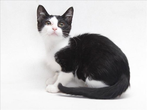 A141396, Baby Domestic Short Hair (medium coat), cat for adoption in Redondo Beach, California