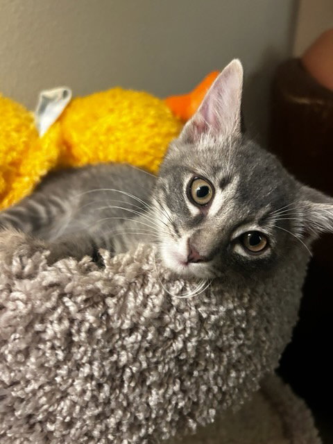 *SEBASTIAN, Baby Domestic Short Hair (medium coat), cat for adoption in Santa Clarita, California