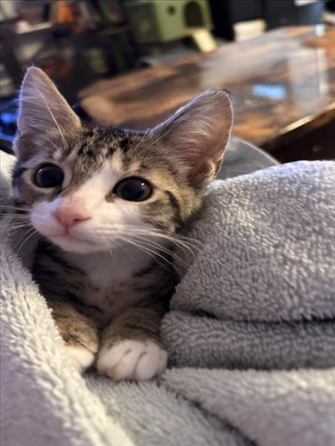 *RIPLEY, Baby Domestic Short Hair (medium coat), cat for adoption in Redondo Beach, California