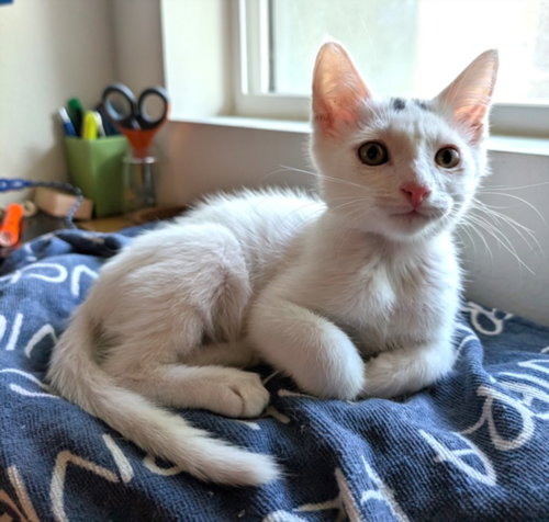 *HAWK, an adoptable Domestic Short Hair in Burbank, CA