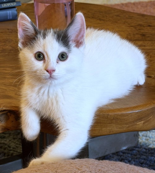 *CHIBI, an adoptable Domestic Short Hair in Burbank, CA