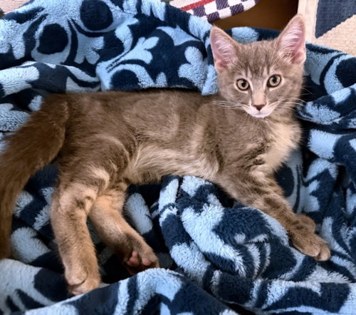 *CHU CHU, an adoptable Domestic Short Hair in Burbank, CA