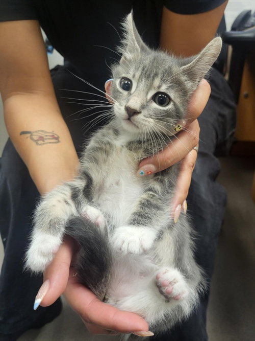 A141114, an adoptable Domestic Short Hair in Burbank, CA