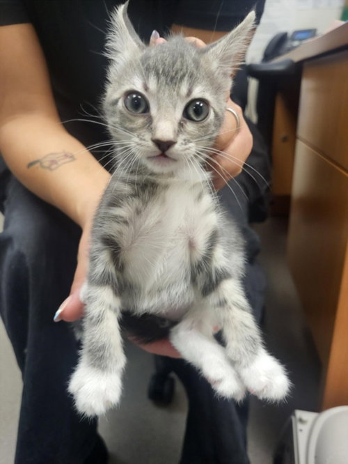 A141115, an adoptable Domestic Short Hair in Burbank, CA