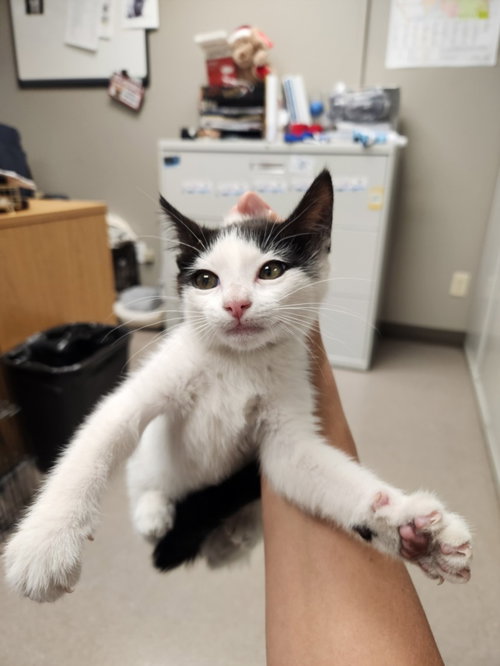 *STARRY, an adoptable Domestic Short Hair in Burbank, CA