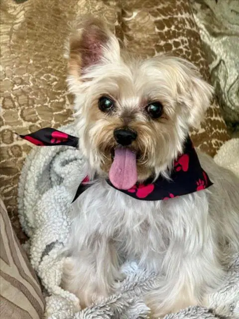 Pierre - Yorkshire Terrier Yorkie