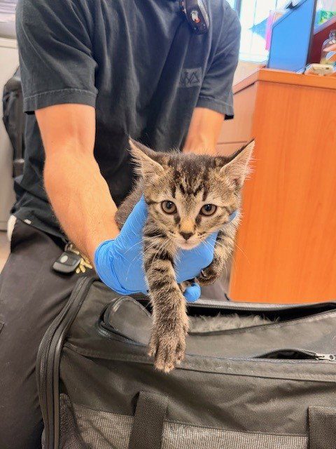 A141368, an adoptable Domestic Medium Hair in Burbank, CA