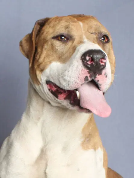 Andre - Pit Bull Terrier