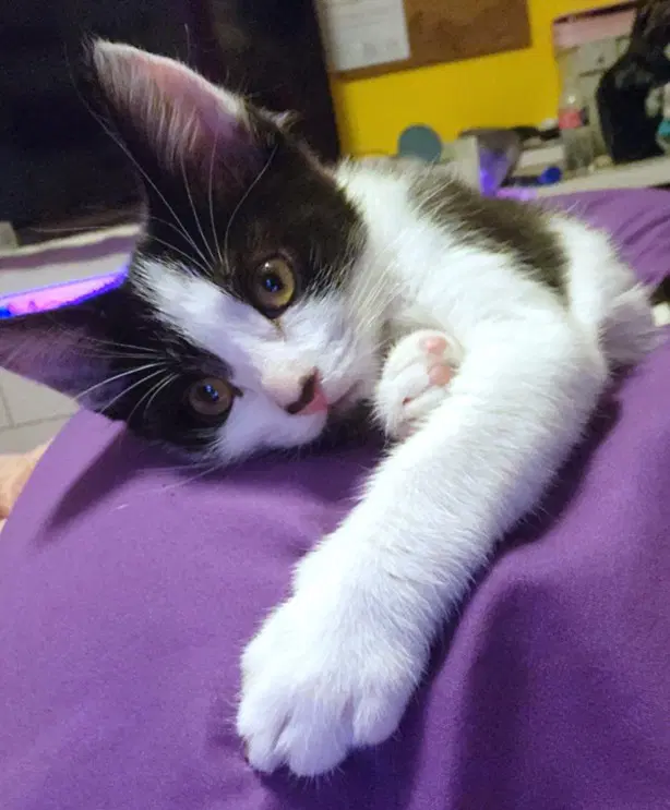 Chanel - Domestic Short Hair
