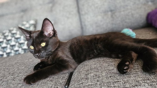 *ZORRO