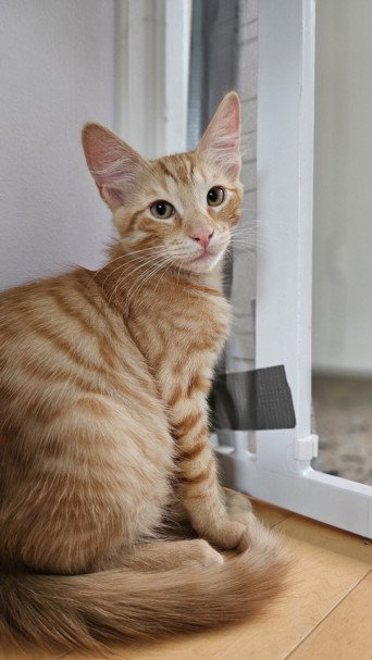 *Tigger