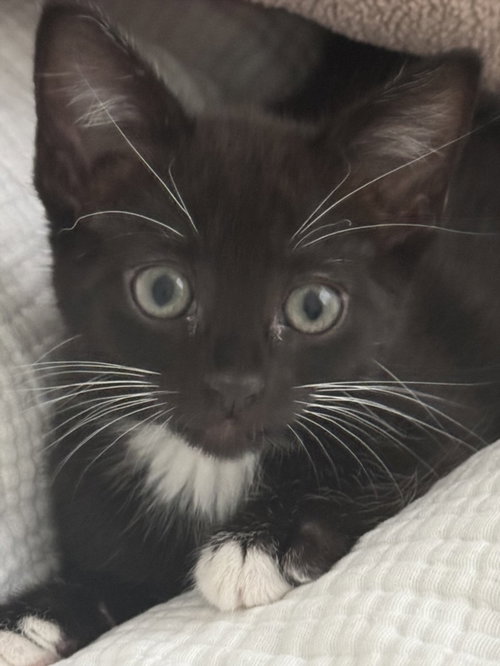 *Olive
