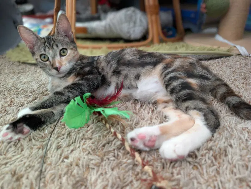 Missy - Domestic Short Hair