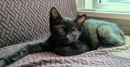 *Artemis