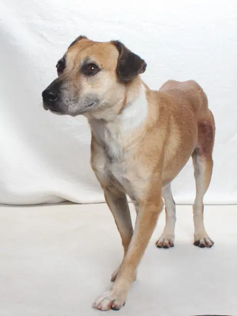 Sheldon - Labrador Retriever