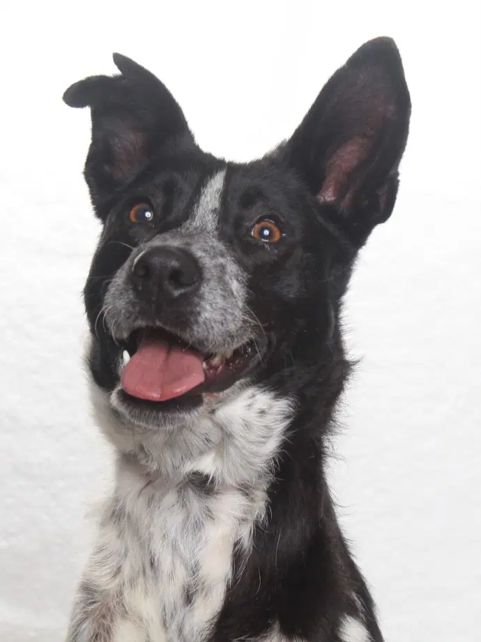 Penny - Australian Cattle Dog/Blue Heeler