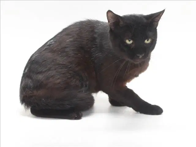 George - Domestic Short Hair