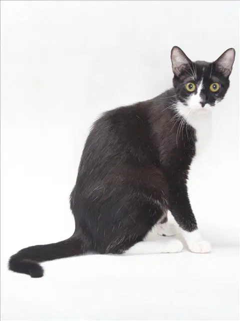 Unknown - Domestic Short Hair