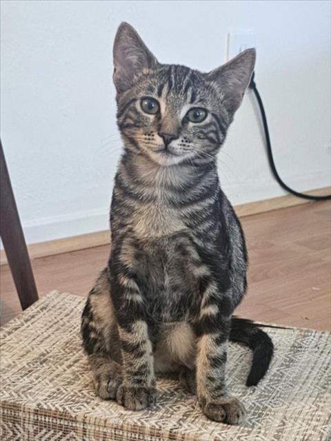 *Indy