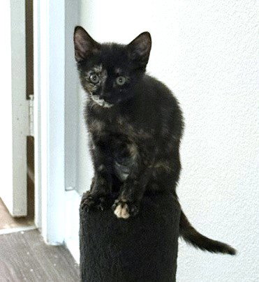 *Zuzu