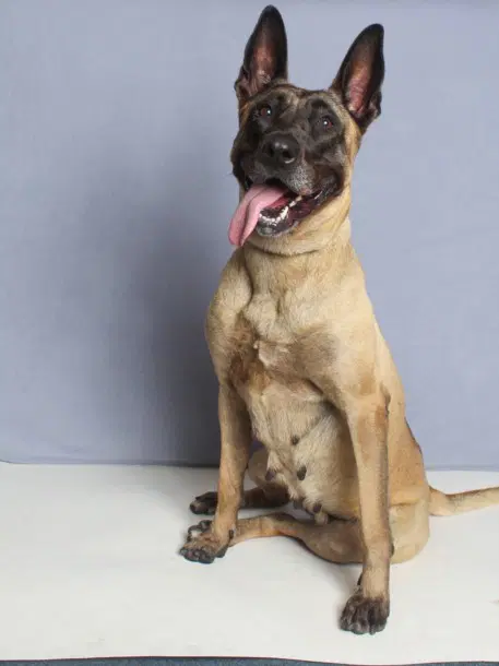 Dior - Belgian Shepherd Malinois