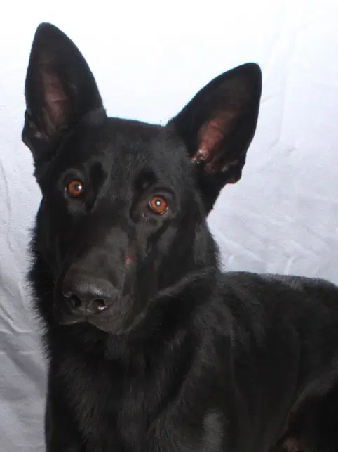 Tony Fang - German Shepherd Dog