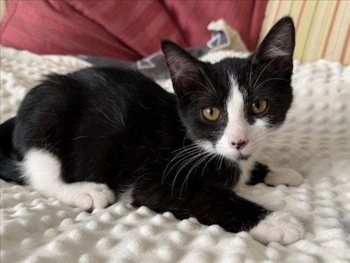 picture of the cat needing adoption