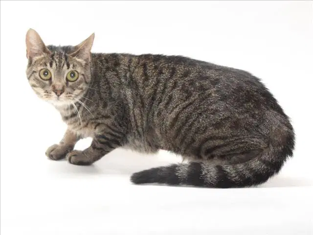Unknown - Domestic Short Hair