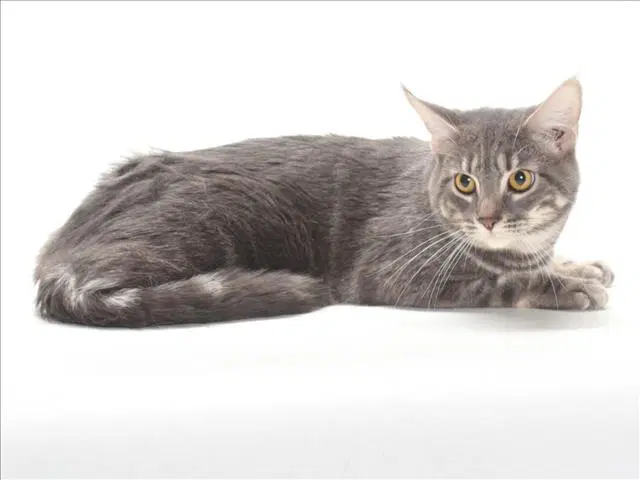 Sky - Domestic Medium Hair