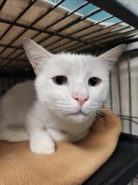 BARRON - Domestic Short Hair available for adoption