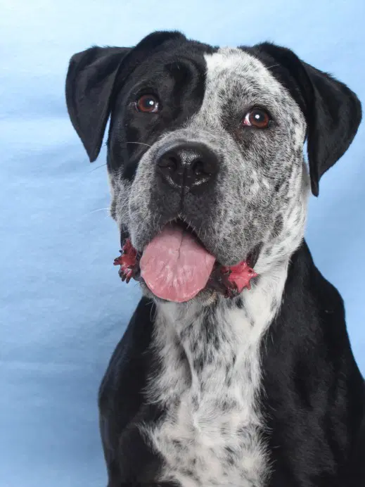 Lacey - Pit Bull Terrier