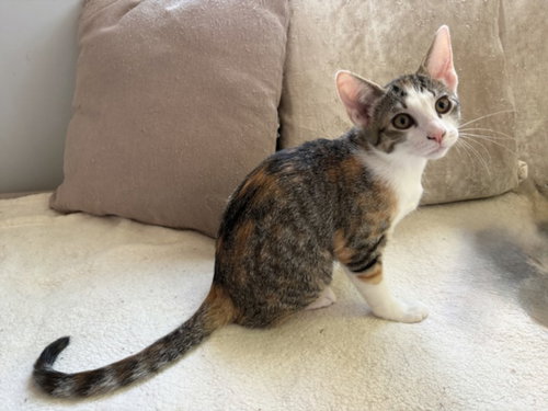 picture of the cat needing adoption