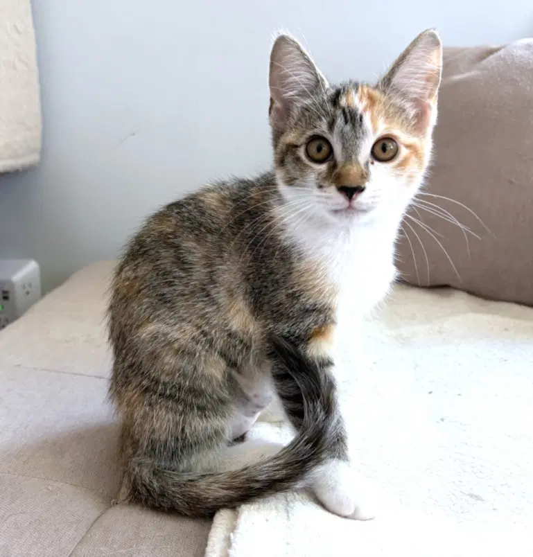 Adventure Girl - Domestic Short Hair