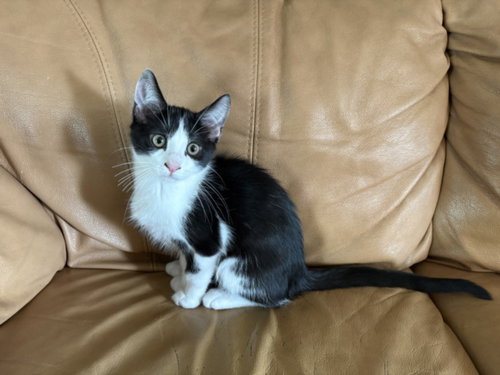 picture of the cat needing adoption