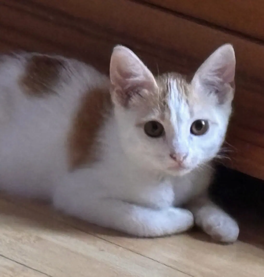 Waylon - Domestic Long Hair