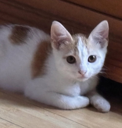 picture of the cat needing adoption