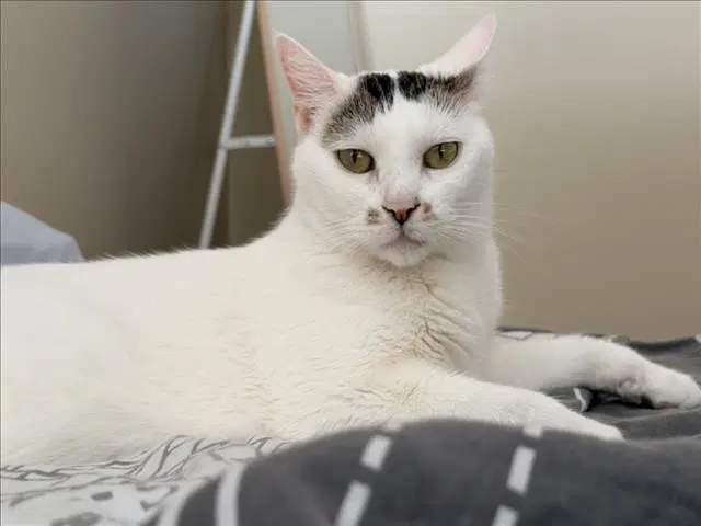 Mitsuki - Domestic Short Hair