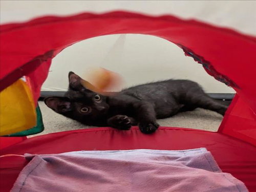 picture of the cat needing adoption