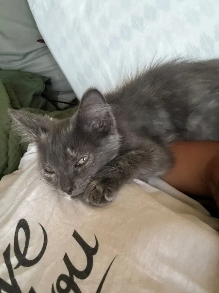 Luna - Domestic Short Hair