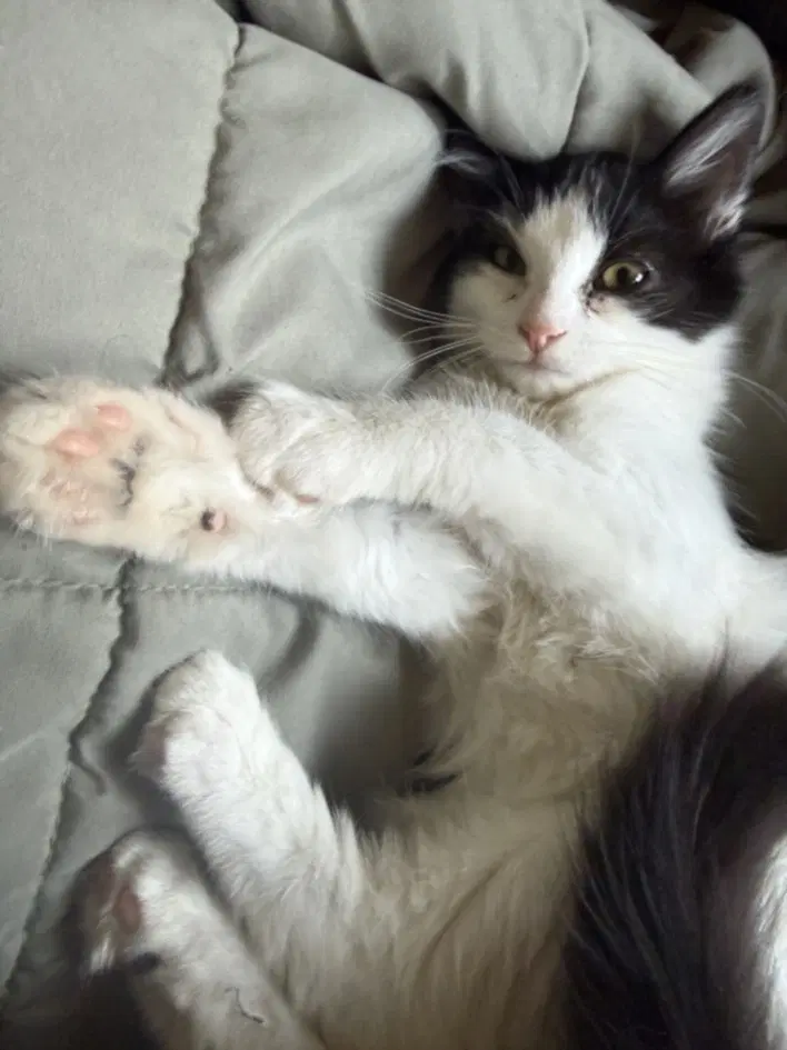 Bambino - Domestic Short Hair